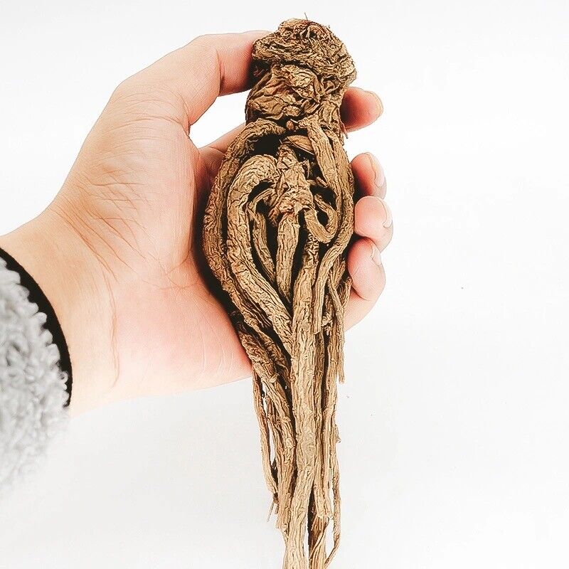 Dried Radix Angelica Sinensis Root Premium Dong Quai Dang Gui 当归 Chinese Herbs