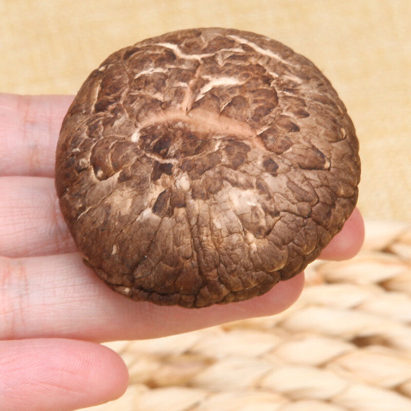 Kitchen Food Chinese Qing Yuan Dry Shiitake Edible Fungus 500g Winter Mushroom