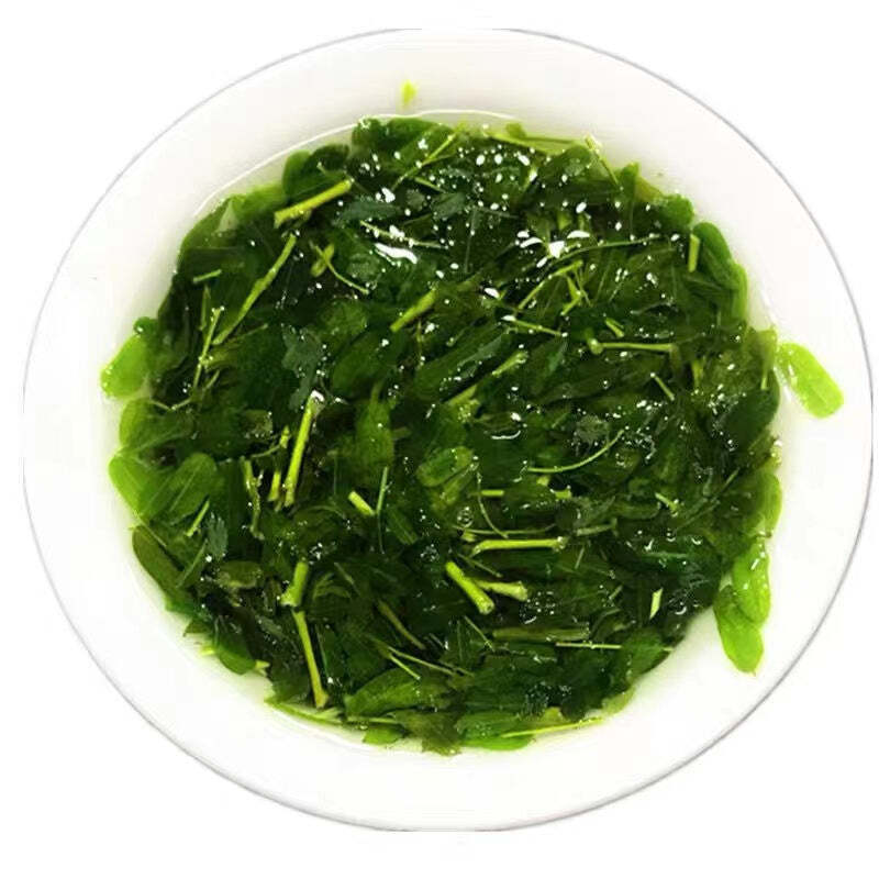 280g Abrus Cantoniensis Hance Herbal Tea Jigucao Chinese Herbs Tea Liver Protect