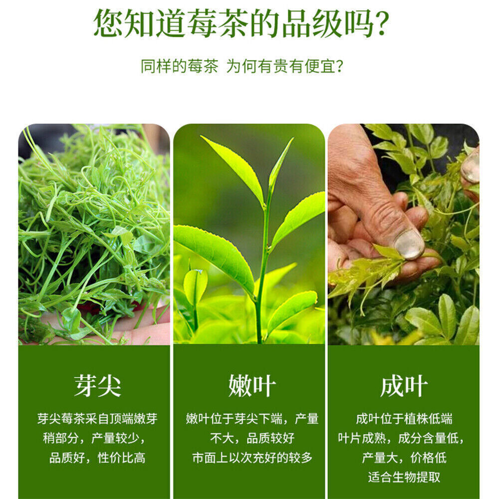 正品张家界莓茶 富含黄酮特级野生龙须芽尖藤茶土家养生茶 Zhangjiajie Meicha Tengcha Natural Health Herbal Tea