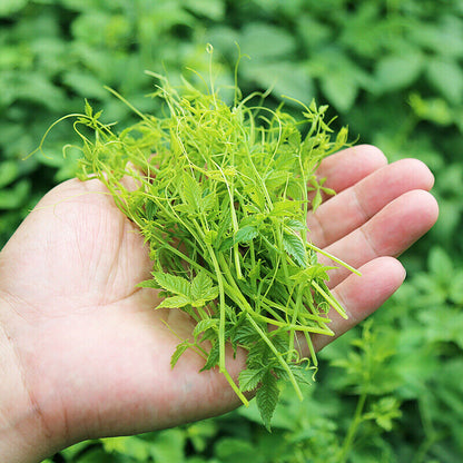 七叶胶股蓝龙须茶250g 野生 Wild Gynostemma Pentaphyllum Tea Jiaogulan Herbal Healthy Tea