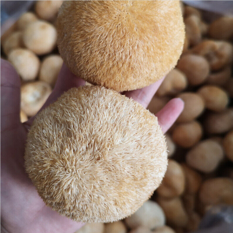 Chinese Dryware Premium Lion Mane Mushroom Heroicium Erinsceus Mushroom 250g-