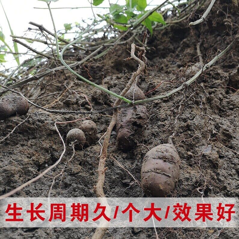 100g Fresh Guang Xi Radix Tetrastigme, Tetrastigma Hemsleyanum, San Ye Qing
