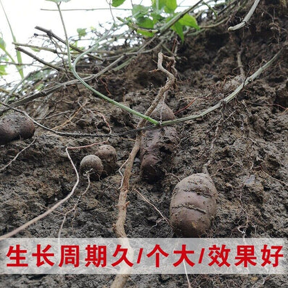 100g Fresh Guang Xi Radix Tetrastigme, Tetrastigma Hemsleyanum, San Ye Qing