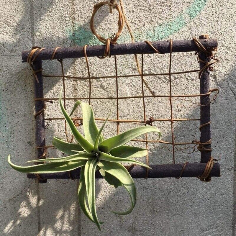 Air Plant Frame Rustic Rattan Holder Wall Hanging Planter For Home Decor 30x25cm