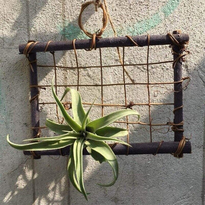 Air Plant Frame Rustic Rattan Holder Wall Hanging Planter For Home Decor 30x25cm