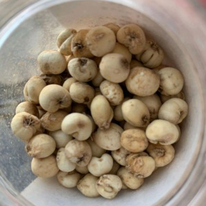 50g Chinese Specialty Chuan Bei Mu Health Herbal Tea 川贝 川贝炖雪梨 润肺化痰
