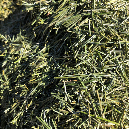 Organic Dried Pine Needle Tea Premium Red Pine Needles Loose Leaf Herbal Tea