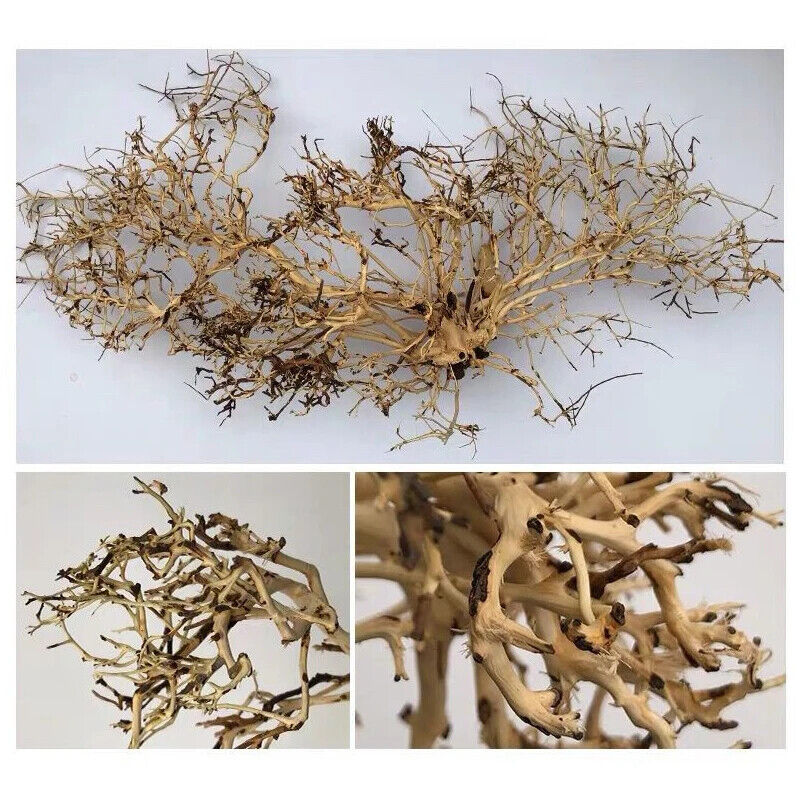 Aquarium Decoration Fish Tank Driftwood Moss Tree Purple Teak Wood Trunk 10-25cm