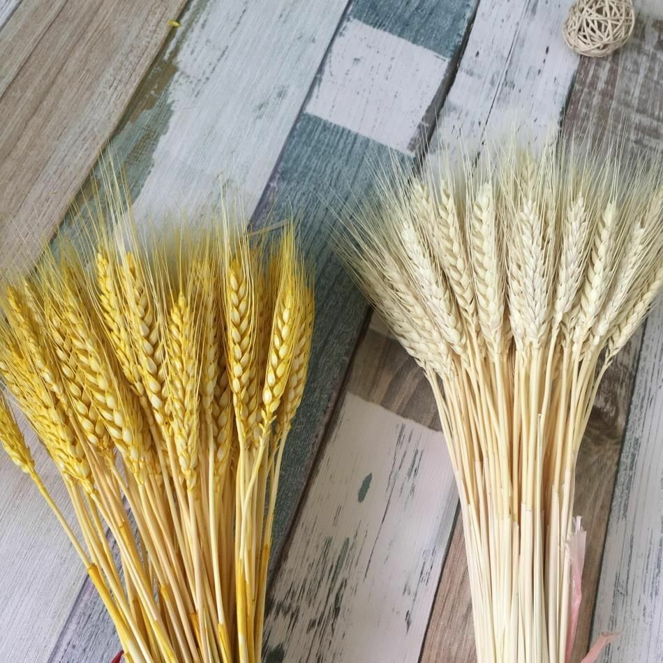 50Pcs/Lot Dried Wheat Ear Flowers Bouquet Decor Natural Pampas Rabbit Tail Grass