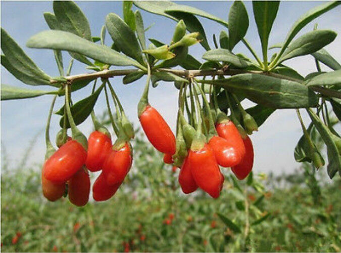 250g Herbs Dry Oragnic Goji Berries Nespera Natural Wolfberry Chinese Herbal Tea