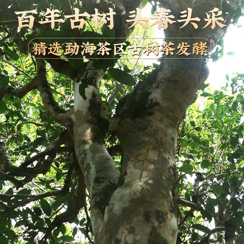 Yunnan Menghai Old Tree Tea Mini Tuo Tea Pu'er Tea Brown Mountain Cooked Tea