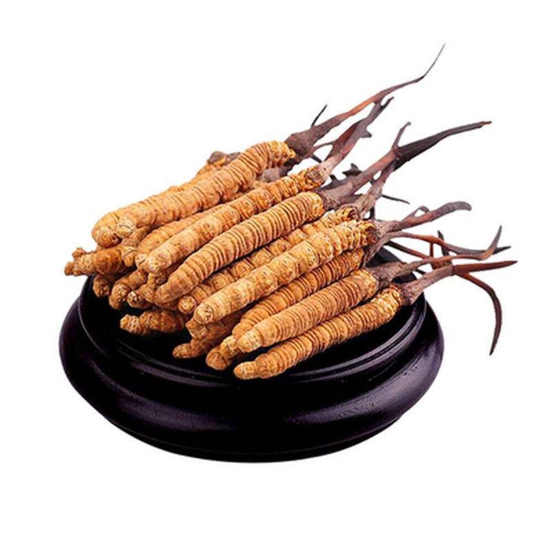 Wild 5 Grams Cordyceps Sinensis From High Himalaya China Tibet Pure 10-15 Pieces