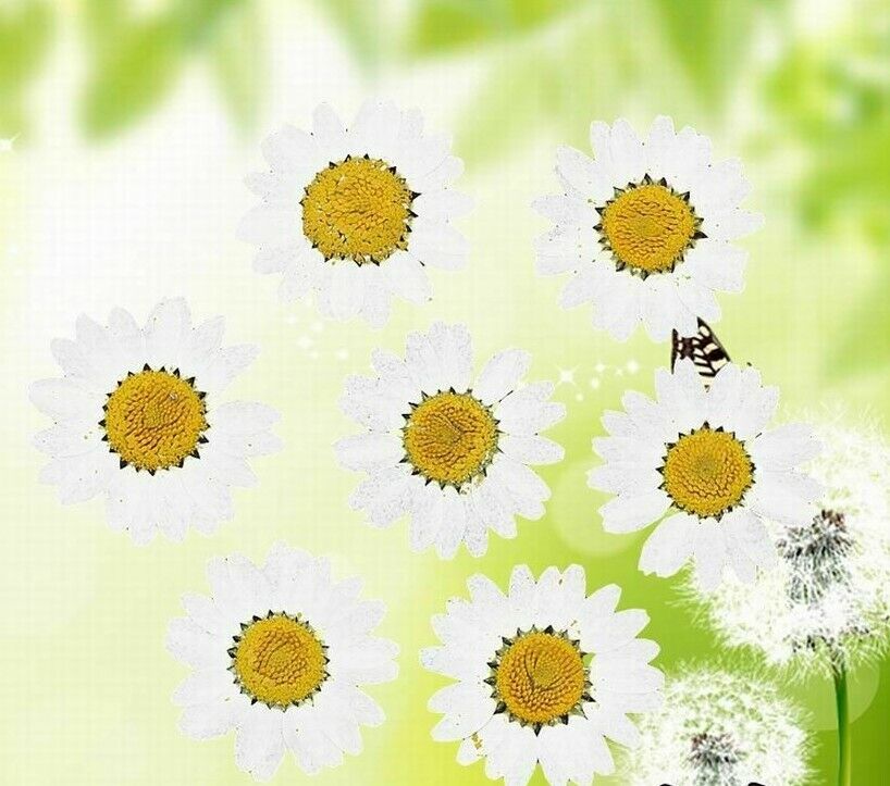 Dried Flowers Pressed Dry Daisy Epoxy Resin Jewelry Making Materials 120Pcs/Lot