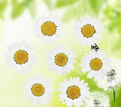 Dried Flowers Pressed Dry Daisy Epoxy Resin Jewelry Making Materials 120Pcs/Lot