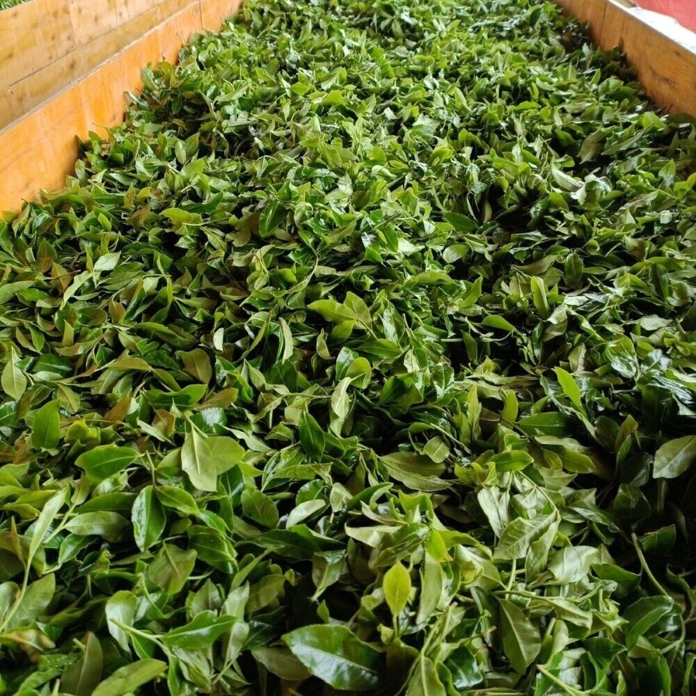 Pu-erh tea,2016,Colorful rainforest,bada,357g,Cooked