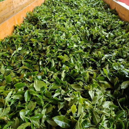 Pu-erh tea,2016,Colorful rainforest,bada,357g,Cooked