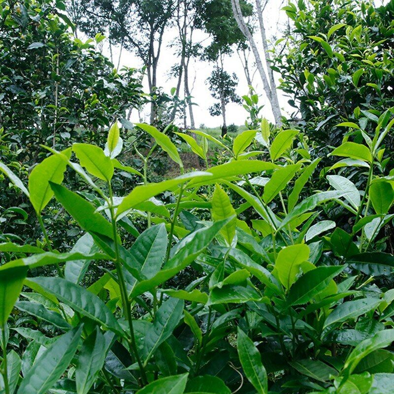 357g Yunnan Natural Shudaizi Spring Break Puer Tea Jing Mai Lan Xiang Puer Tea