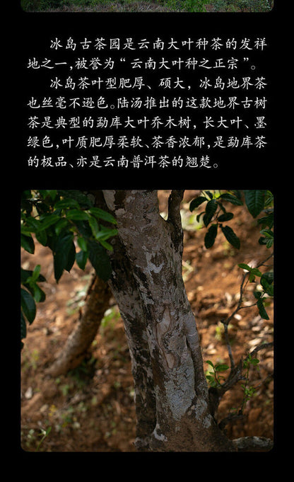 Pu-Erh, Lu Tang, Boundary, 2020y, 357g, Raw