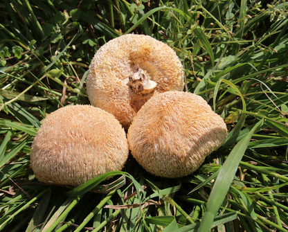 Gutian Hericium Edible Mushroom Bulk High Quality Hot New古田猴头菇食用菌 散装猴头菇 250g
