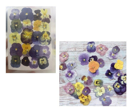 60Pcs/Lot Pressed Dried Viola Tricolor Flower Jewelry Postcard Diy Making Supply