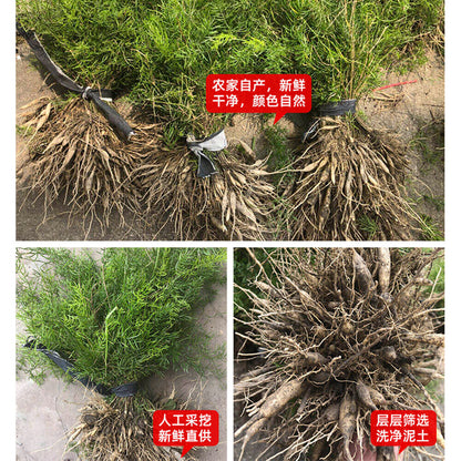 Tianmendong Dried Asparagus Natural Healthy Herbal Tea