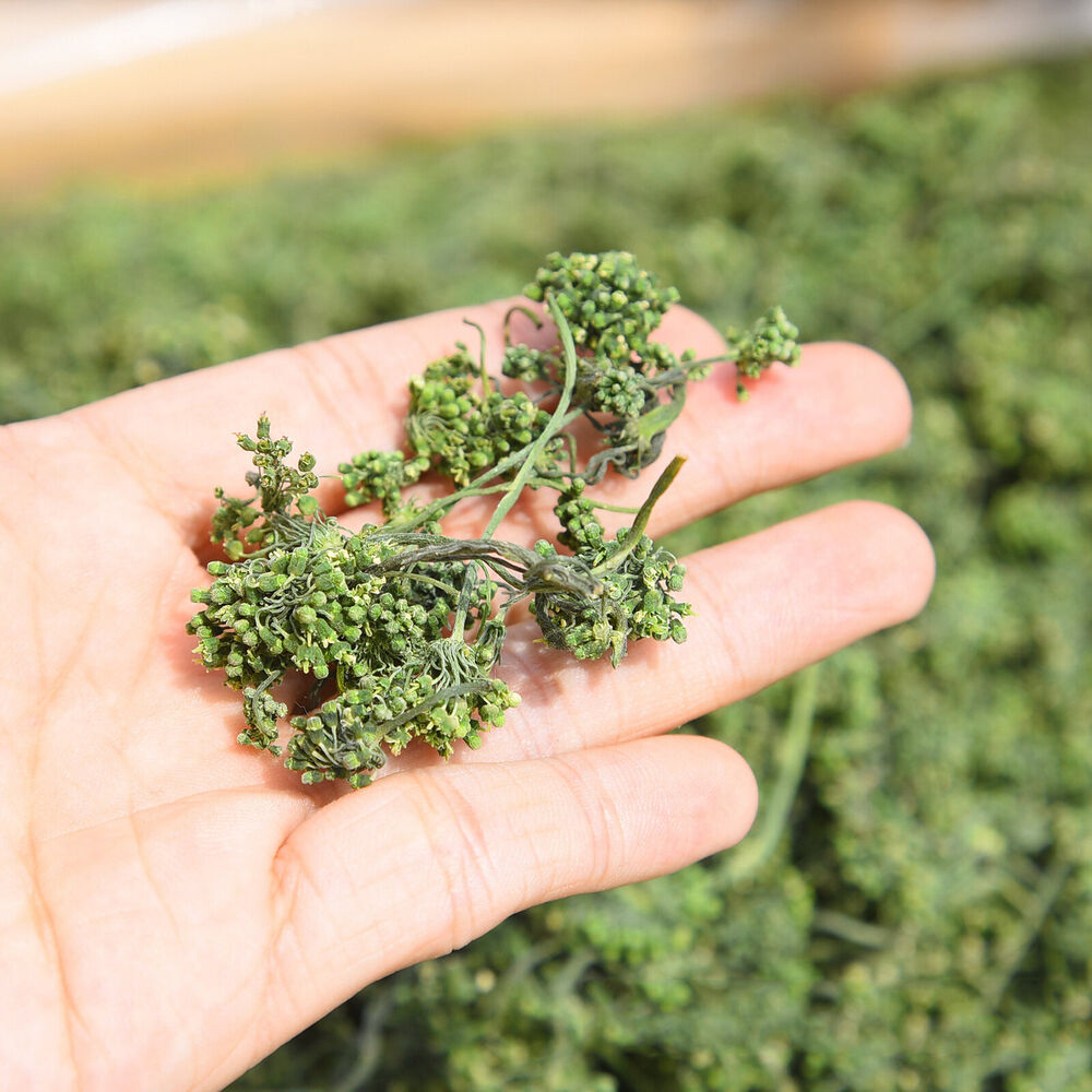 Flower Herbal Tea Dried Panax Ginseng Pure Nature Herbs Drink 125g China Ginseng