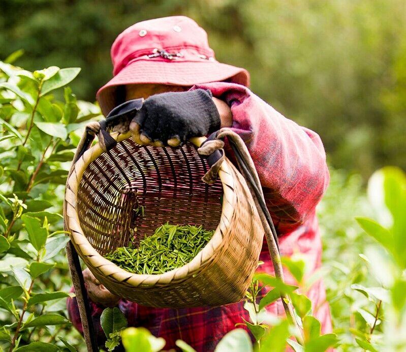 2023 1st Grade West Lake Dragon Well Green Tea Before QingMing Longjing Cha 125g