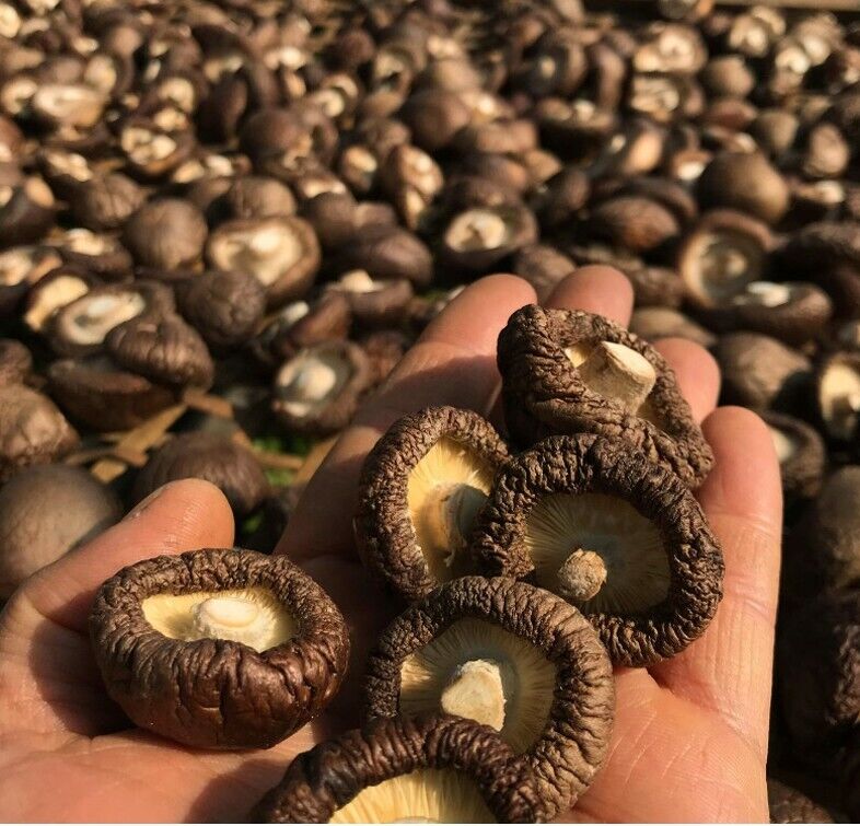 Dried Shiitake Mushrooms Organic Grown Mushrooms Premium Natural Fungus