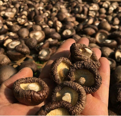 Dried Shiitake Mushrooms Organic Grown Mushrooms Premium Natural Fungus