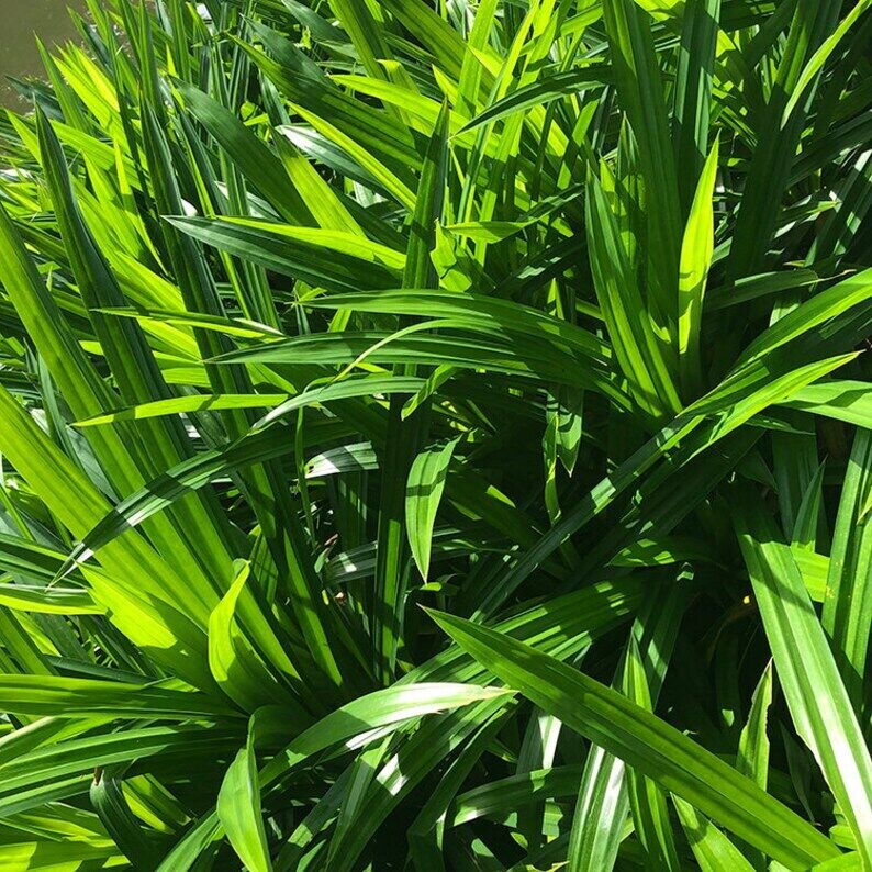 100g organic Pandan Leaf Tea, Pandanus Amaryllifolius Leaf Tea, Ban Lan Ye