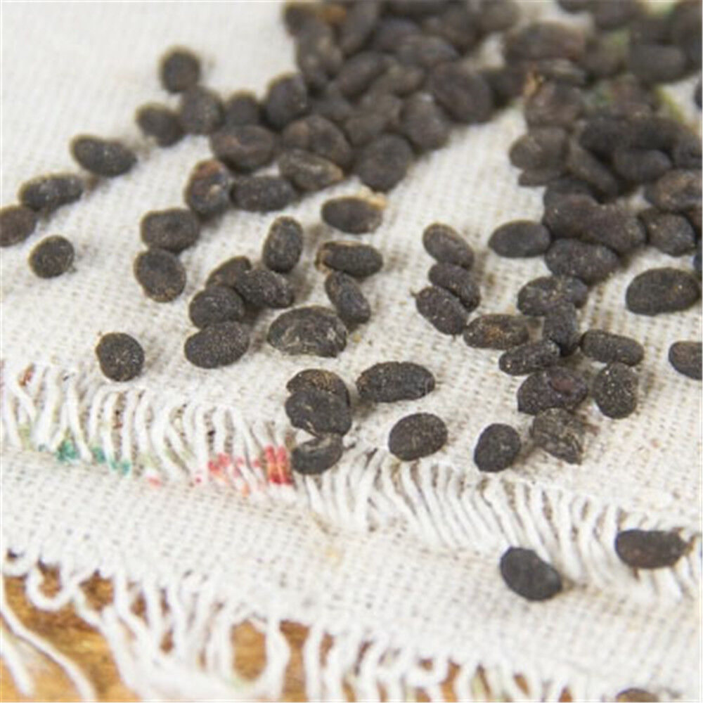 Psoralea Fruit Chinese Herbal Tea 100% Natural Bu Gu Zhi Ecology Herbal Medicine