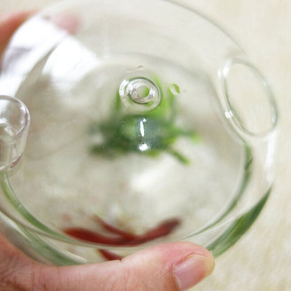 Hanging Glass Vase Mushroom-Shapes Planters Small Rumble Fish Tank 8.5x10x10.5cm