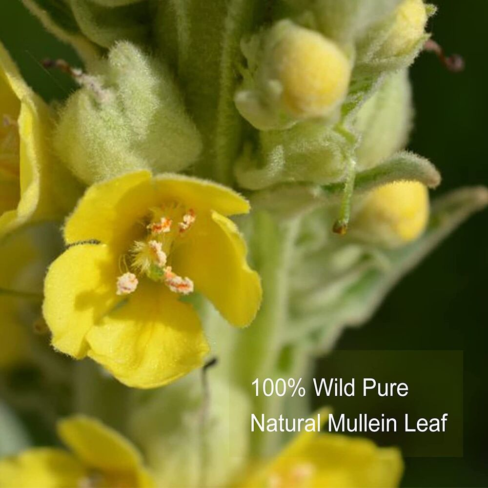 2023 Mullein Tea Bags For Lungs 3g X 25 Bags Natural Premium Tea