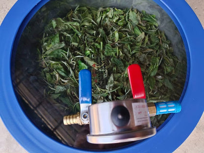 Chinese unique tea - Nie Qun Hao GABA Yellow Tea, 2023, 250g