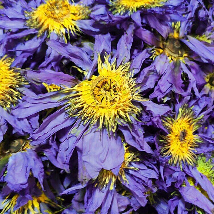 50g 2023 Dried Blue Lotus Flower Egyptian Lotus Natural Whole Flower Herbal Tea