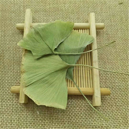 Ginkgo Biloba Leaves Chinese Wild Ginkgo Tea Medicinal Tea Healthy Herbal Tea