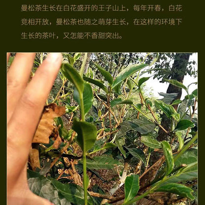 Puerh,2016,盛嘉源,曼松,357g,Raw
