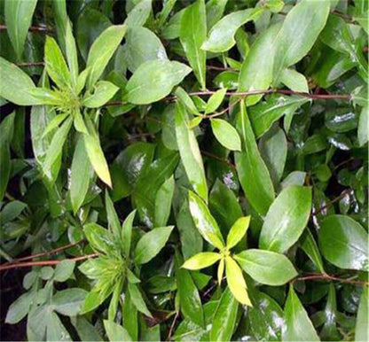 Senna Dried Leaves Herb Herbal Tea Loose Leaf tea 100% Natural Tea