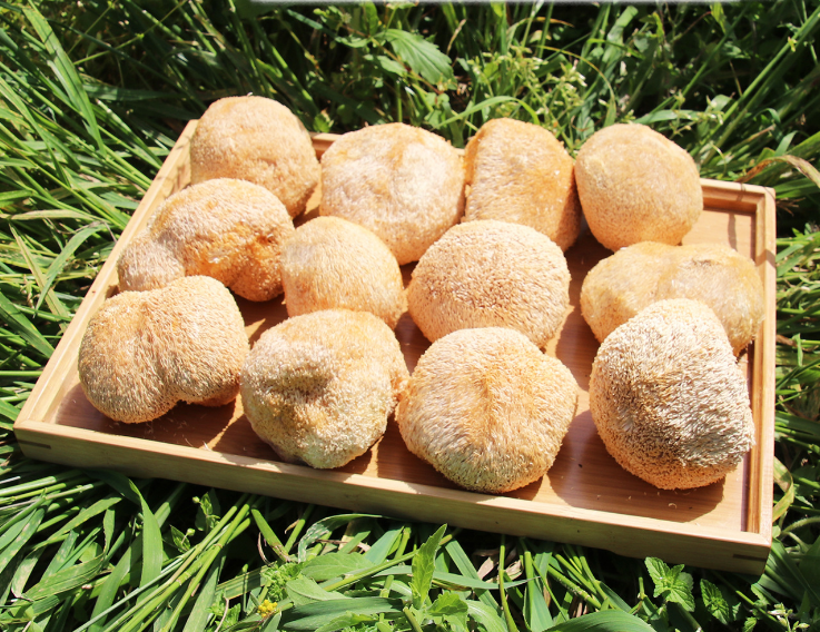 Gutian Hericium Edible Mushroom Bulk High Quality Hot New古田猴头菇食用菌 散装猴头菇 250g