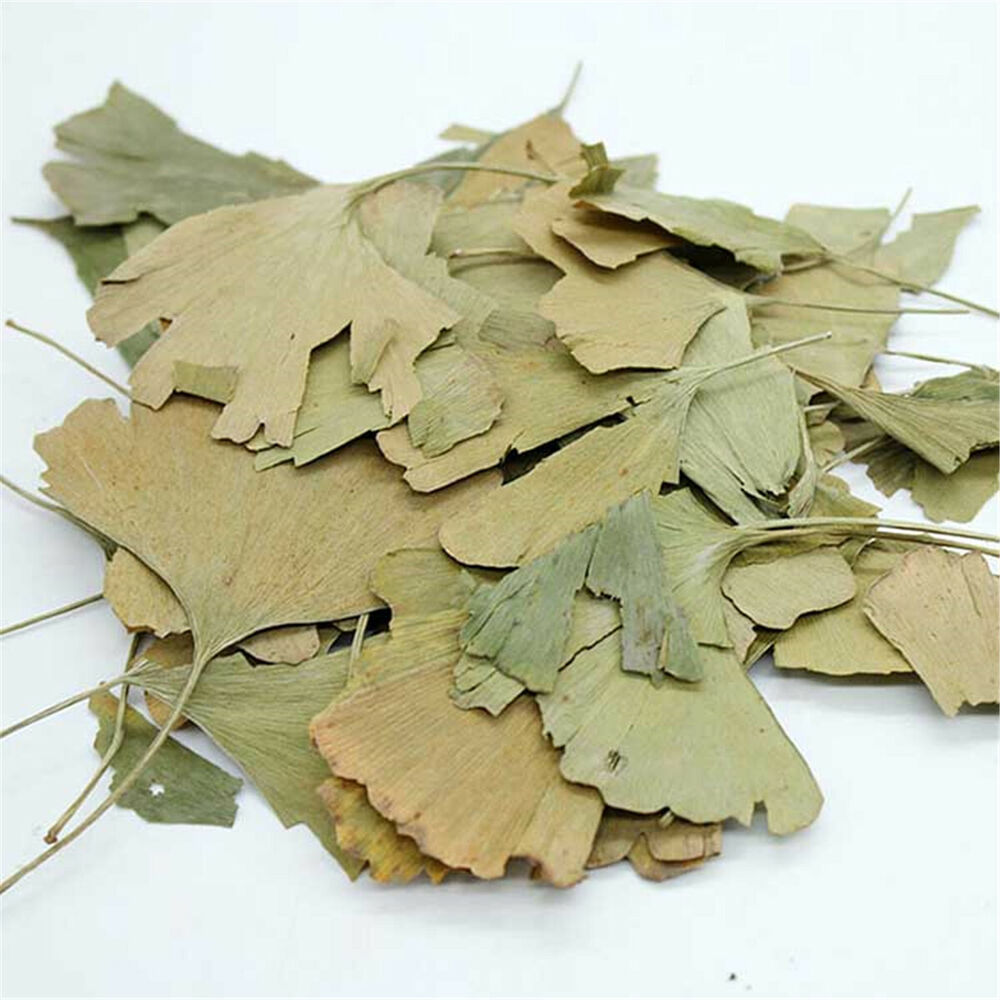 Ginkgo Biloba Leaves Chinese Wild Ginkgo Tea Medicinal Tea Healthy Herbal Tea