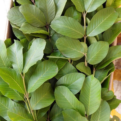 Skin Care 100% Original Raw Guava Leaves Herbal Tea Weight Loss Fat Burner