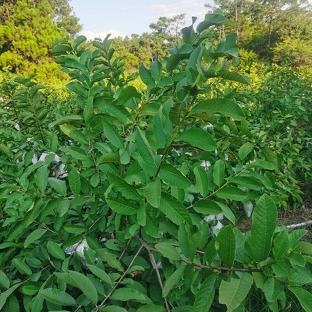 Guava leaf herbal tea for weight loss fat burner skin care 100% raw food