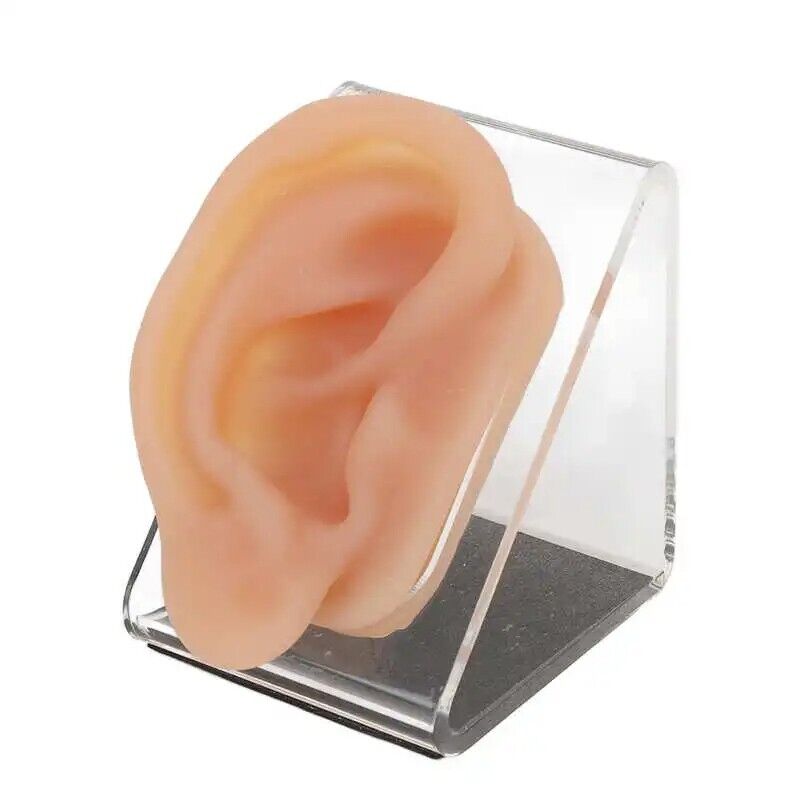 Ear Model Silicon Simulated Piercing Acupuncture Practice Tool W/ Display Stands