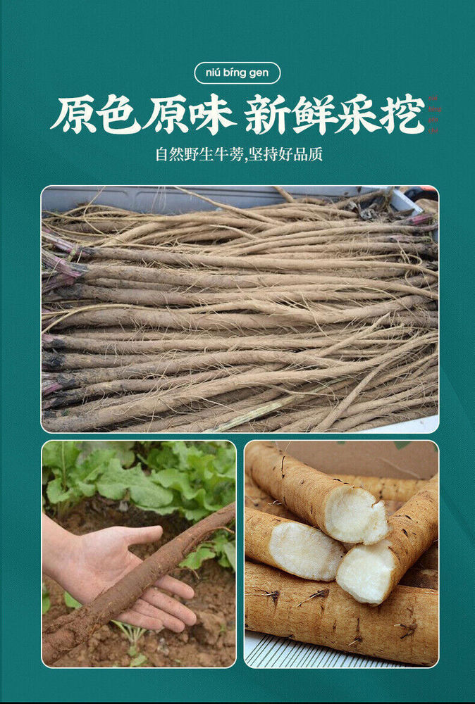 南京同仁堂牛蒡根 Burdock Root 原色原味 道地产区 匠心品质 清热解毒、消肿止痛、助排便