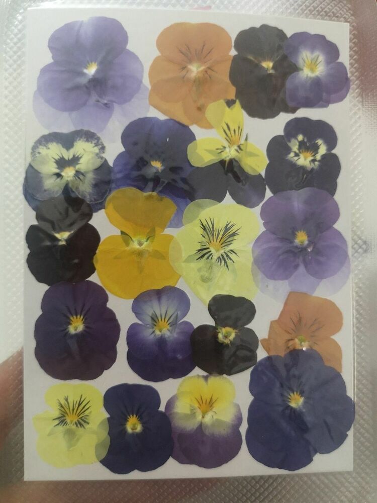 60Pcs/Lot Pressed Dried Viola Tricolor Flower Jewelry Postcard Diy Making Supply