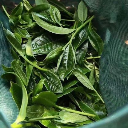 357g Yunnan Raw Puerh Tea Cake Bingdao Spring Pu'er Raw Tea Pu-erh Cake Tea