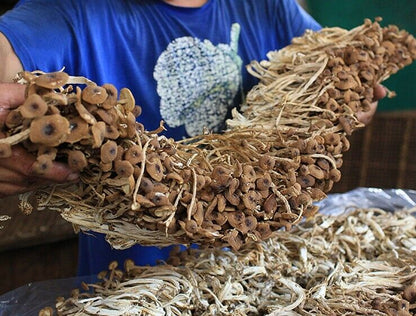Agrocybe Cylindracea Edible Fungi Healthy Dried Mushrooms