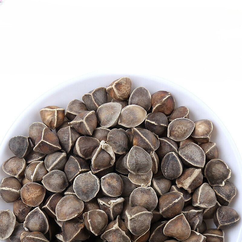 Bulk Moringa Seeds
