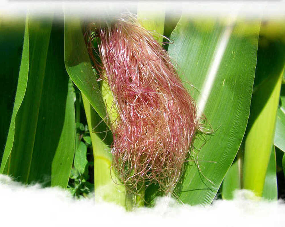 160g 4g*40bags 100% Natural Chinese Herbal Health Corn Silk Tea Tea Bags